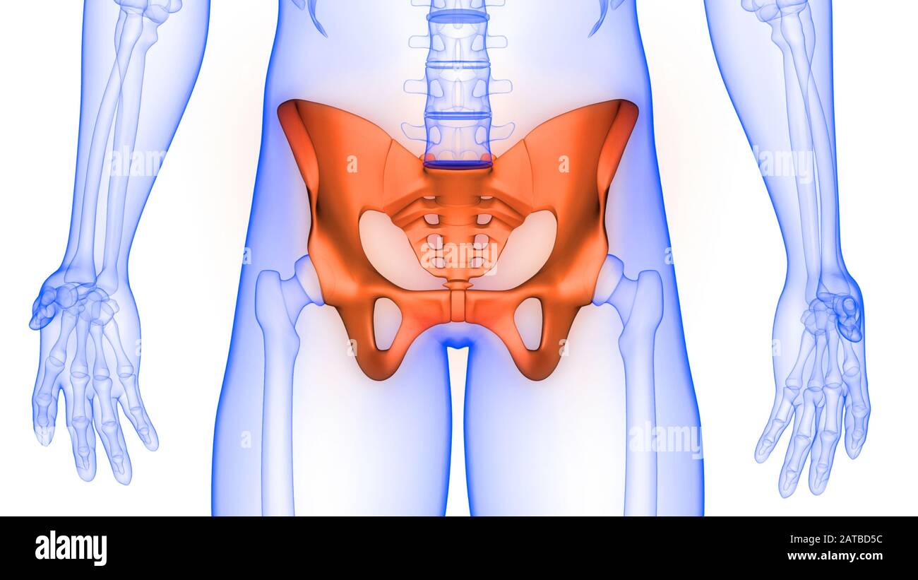 Sistema di scheletro umano articolazione pelvica giunti ossei anatomia X-ray rendering 3D. Foto Stock