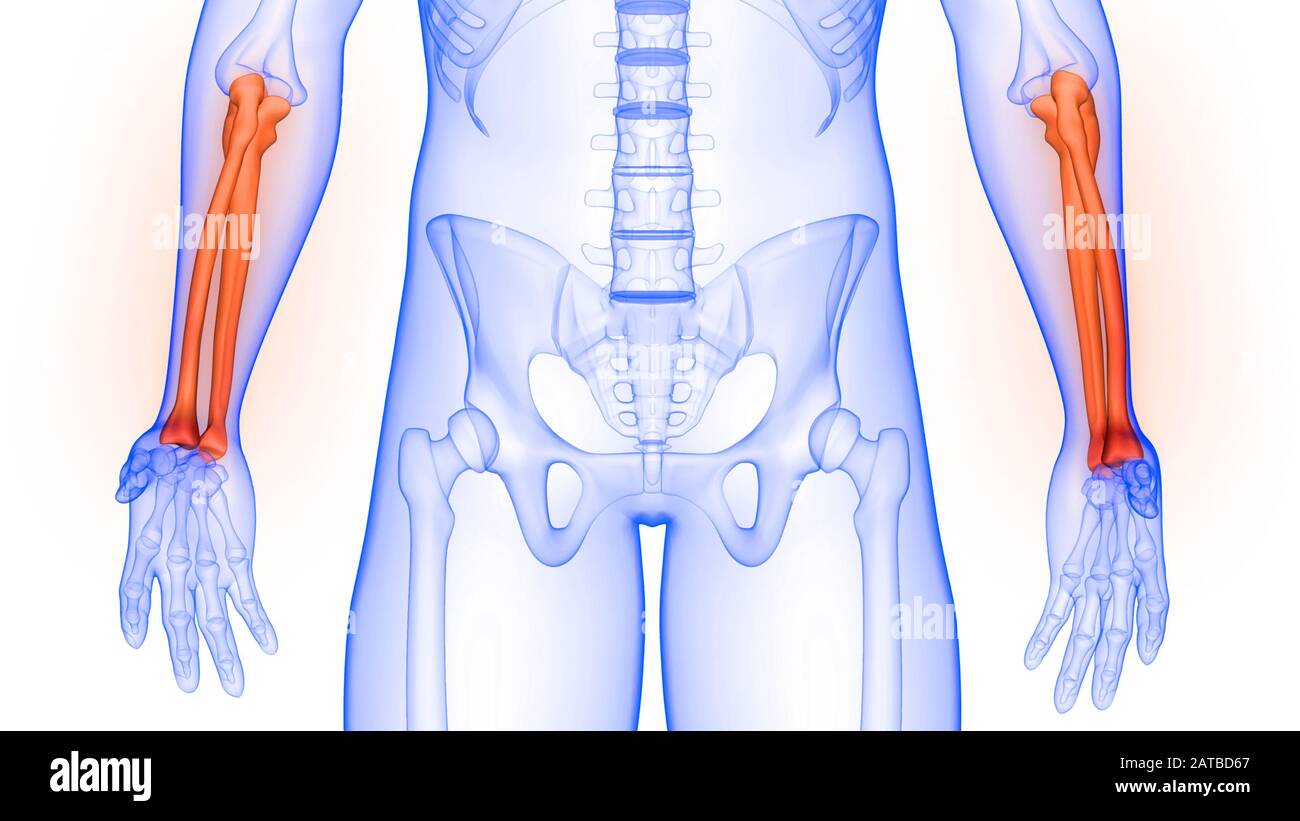Rendering 3D dell'anatomia radiologica del sistema scheletrico umano e dei giunti ossei Ulna Foto Stock