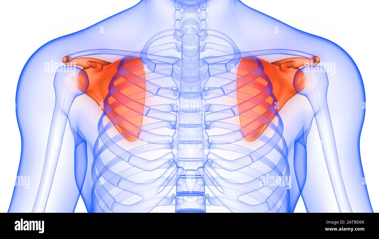 Sistema HumanSkeleton Scapula dolori articolari ossa Anatomia. 3D Foto Stock