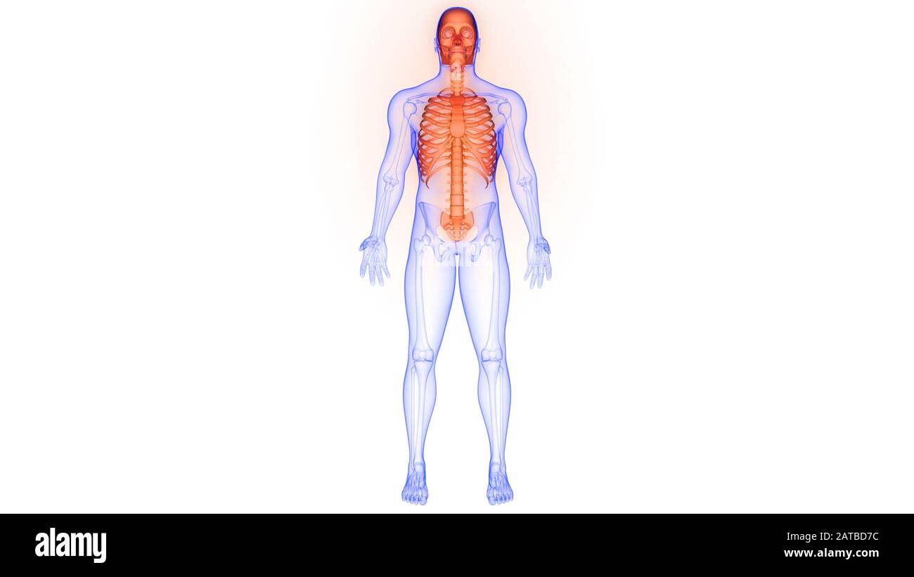 Sistema di scheletro umano rappresentazione 3D dell'anatomia dei giunti ossei assiali del sistema scheletrico umano Foto Stock