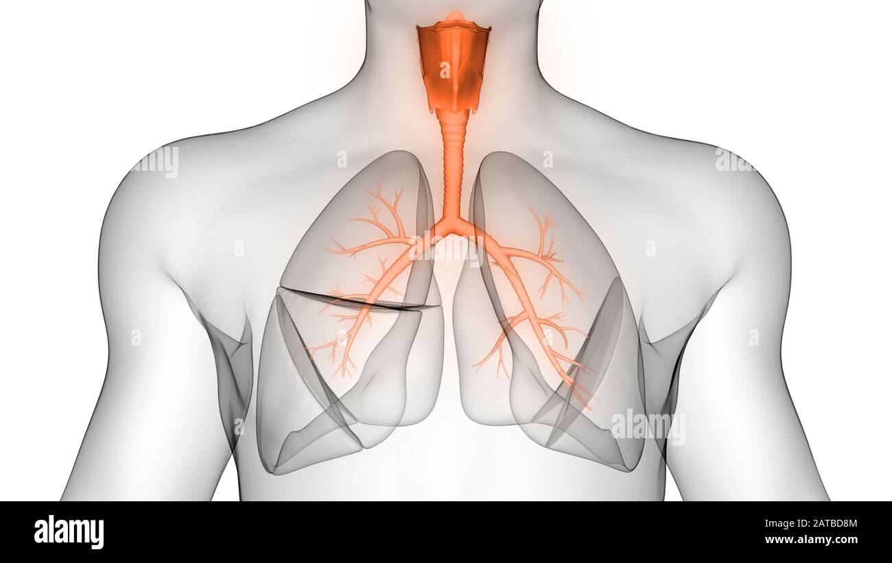 I polmoni fanno parte dell'anatomia del sistema respiratorio umano. 3D Foto Stock