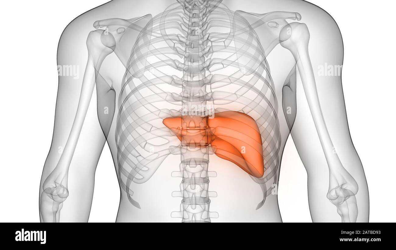 Il fegato è una parte del corpo umano organi interni Anatomia. 3D Foto