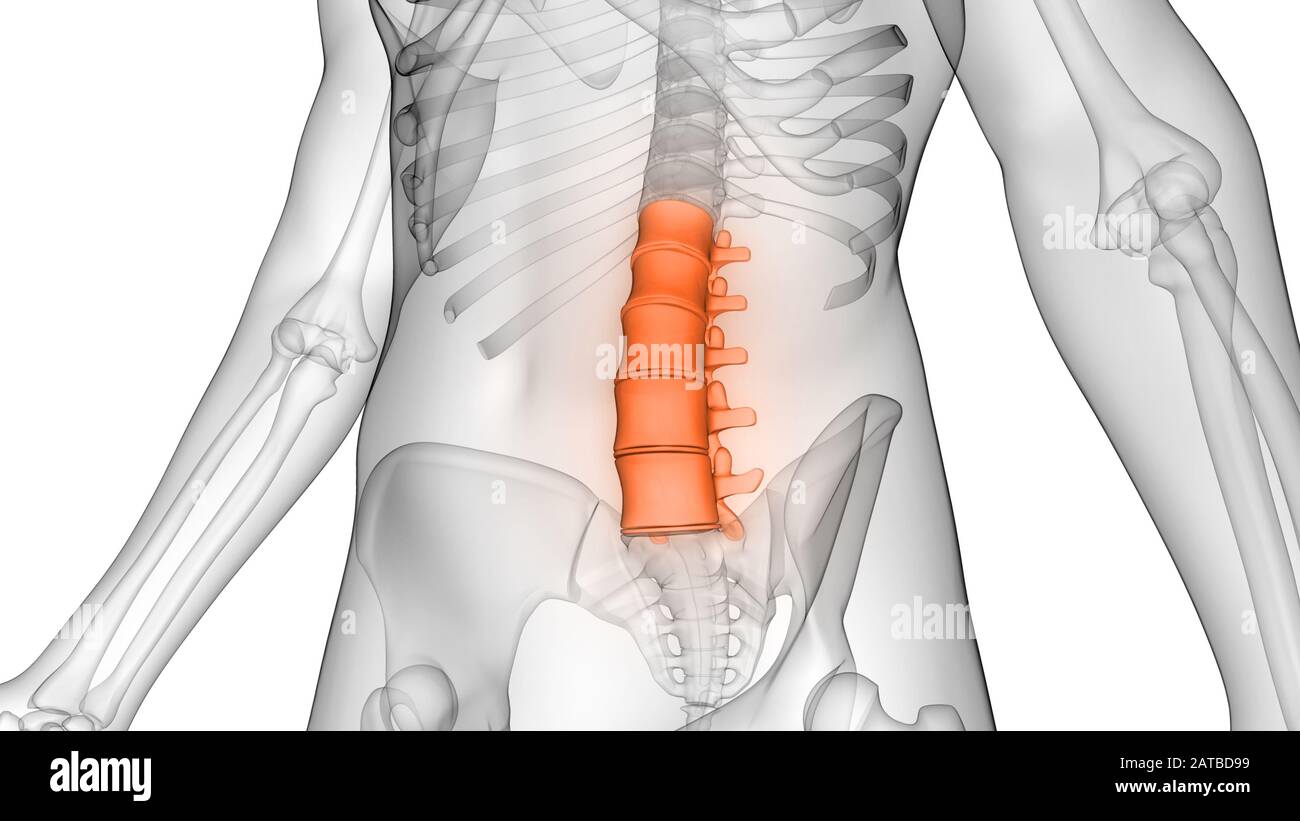La colonna vertebrale di scheletro umano anatomia del sistema Foto Stock