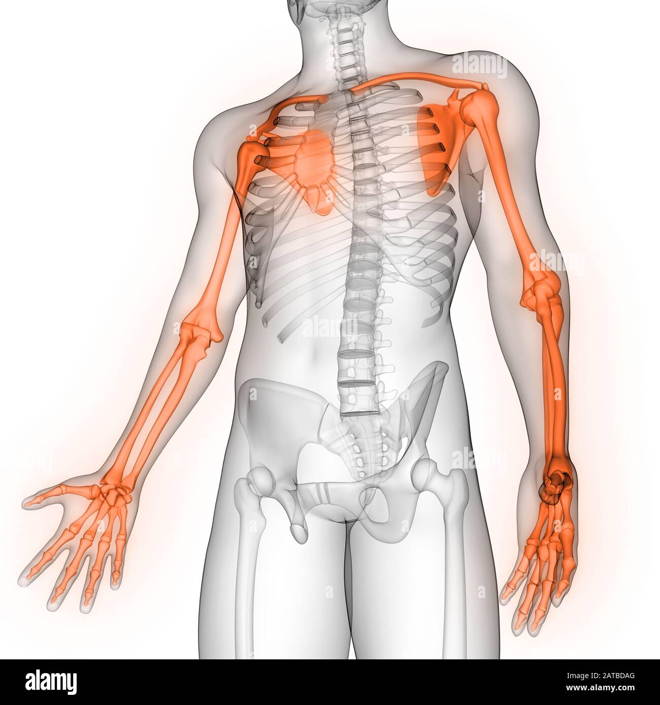 Sistema scheletro umano arti superiori dolori articolari ossa Anatomia. 3D Foto Stock