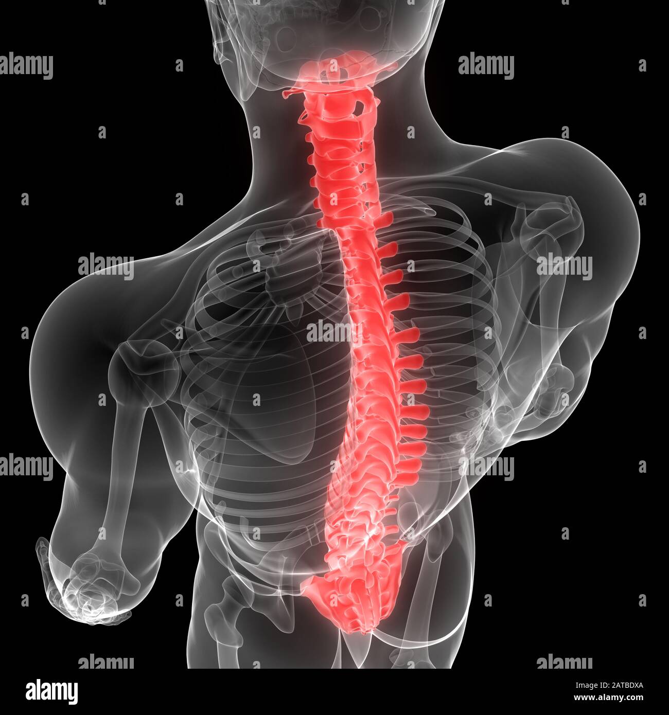 Colonna vertebrale del rendering 3D a raggi X umano Skeleton Anatomy Foto Stock