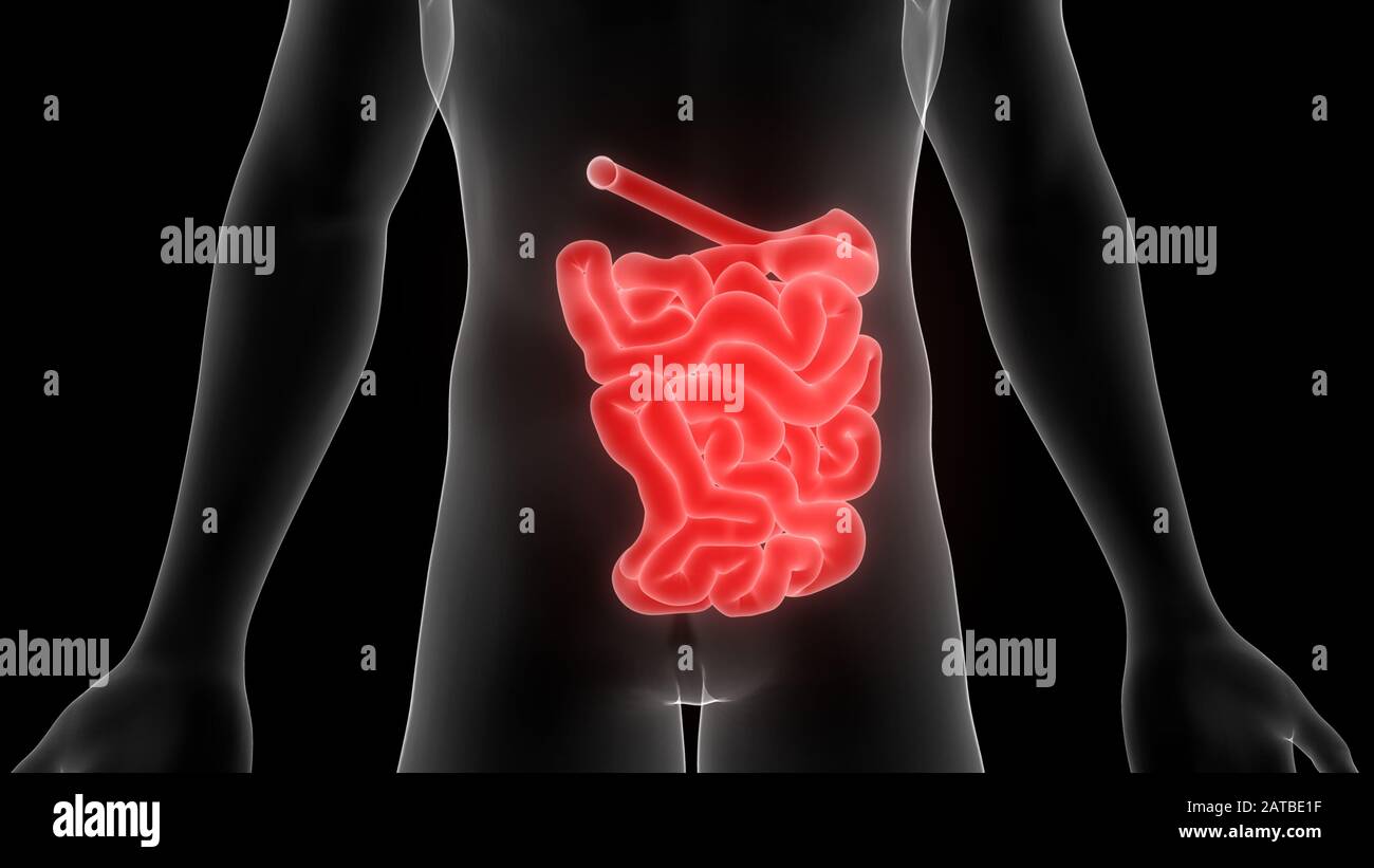 Sistema digestivo umano Anatomy rendering 3d Foto Stock