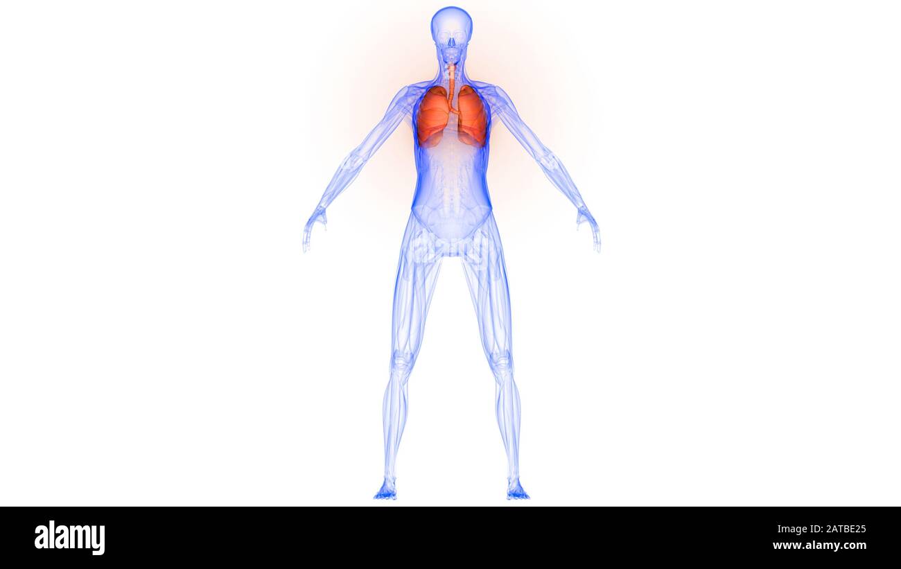 Polmoni Parte del rendering 3D con raggi X per anatomia del sistema respiratorio umano Foto Stock