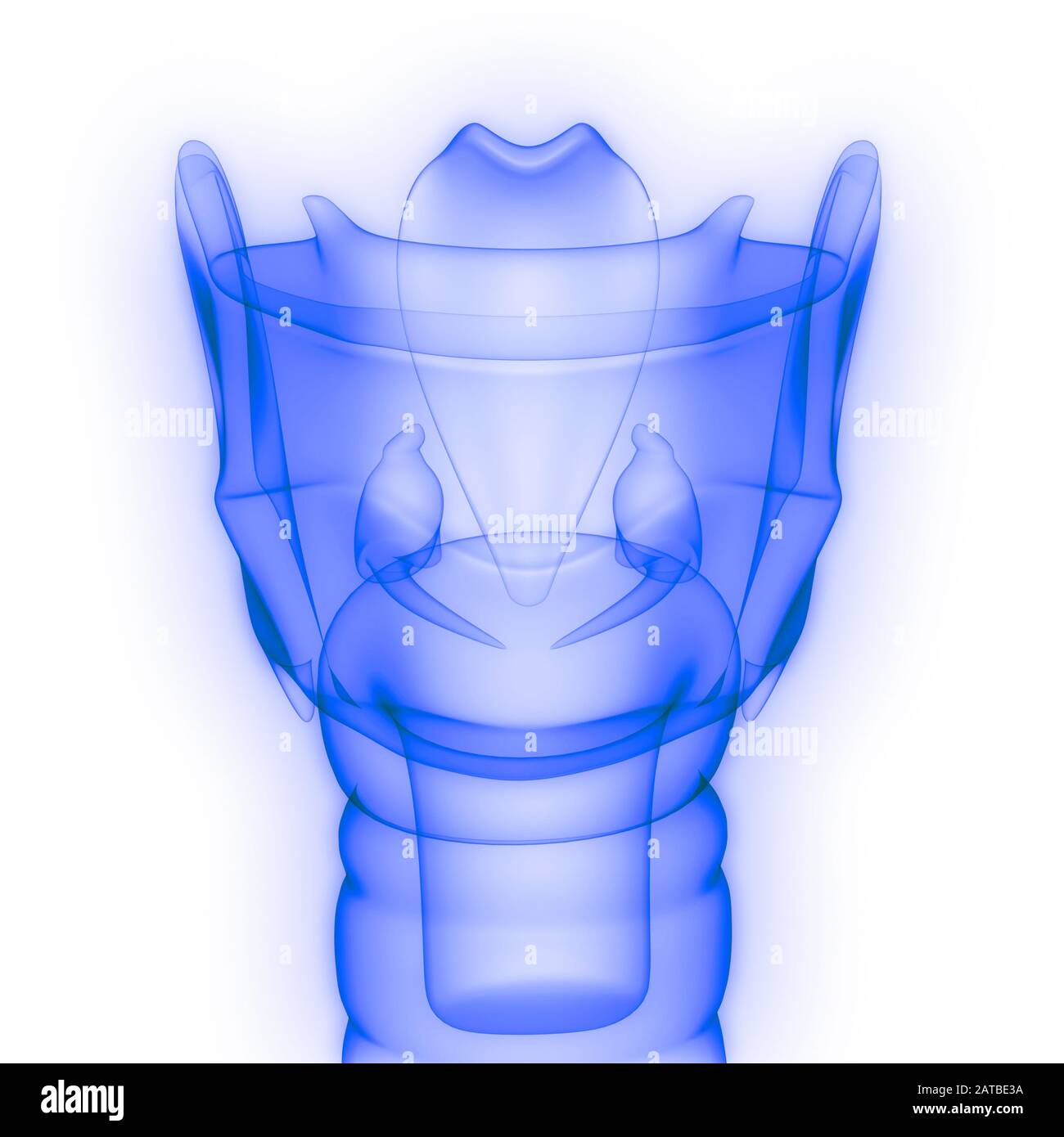 Organi interni umani Anatomia Larynx rendering 3D a raggi X. Foto Stock