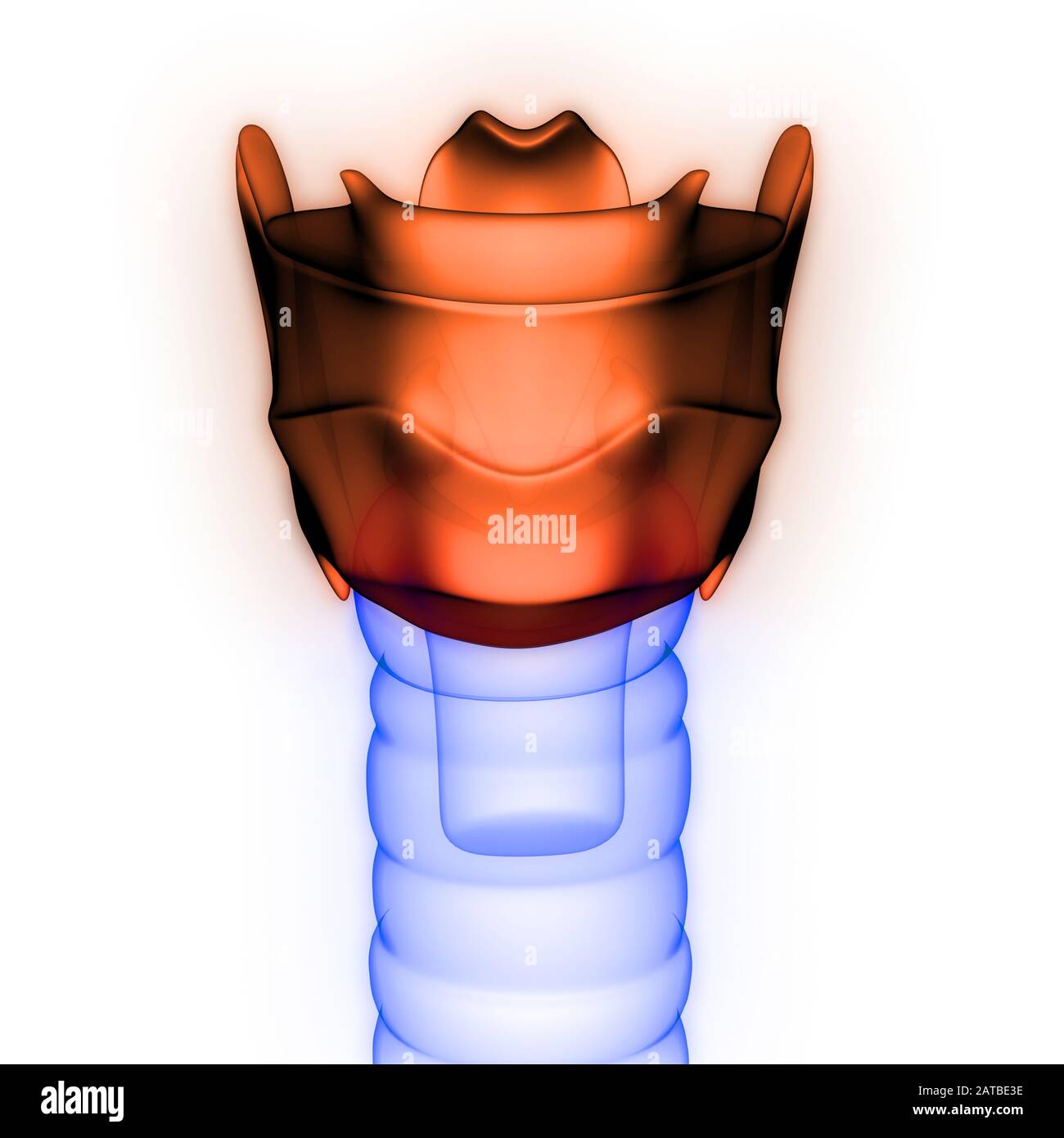 Organi interni umani Anatomia Larynx rendering 3D a raggi X. Foto Stock