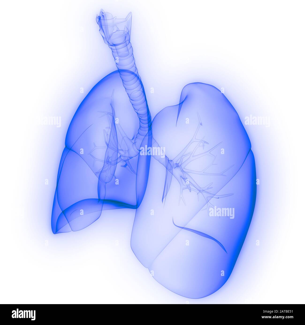 Polmoni Parte del rendering 3D con raggi X per anatomia del sistema respiratorio umano Foto Stock