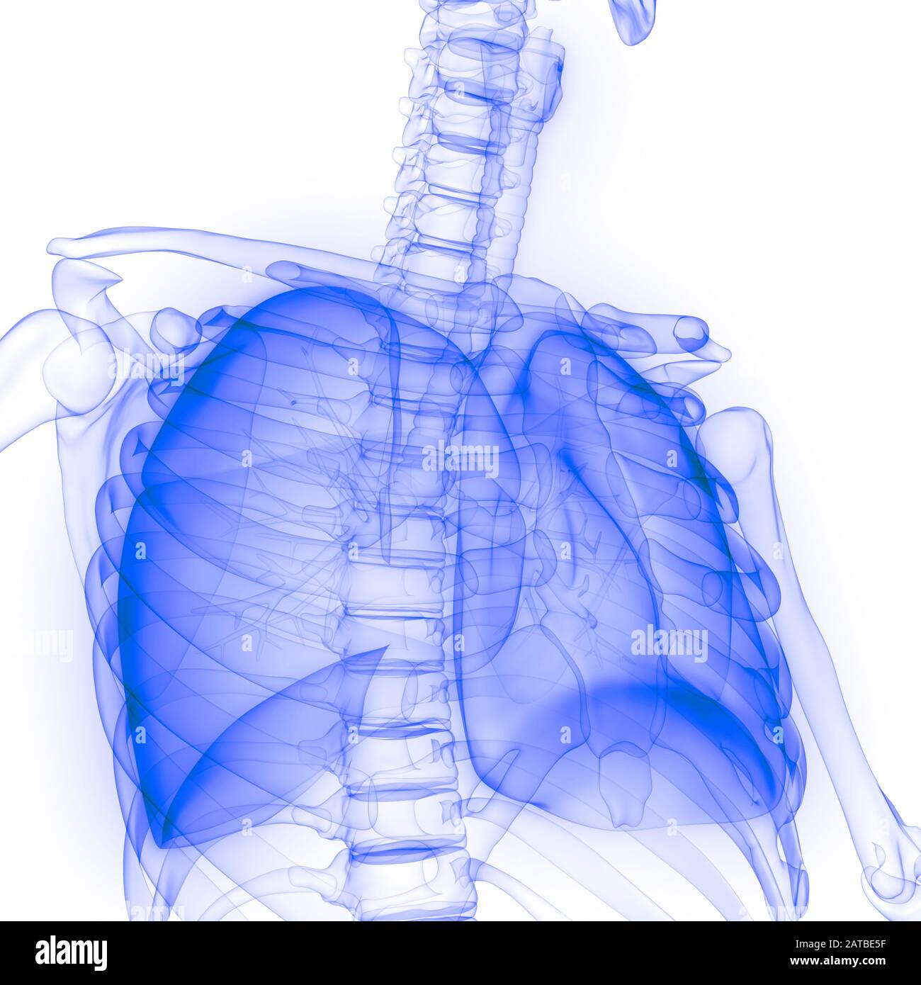 Polmoni Parte del rendering 3D con raggi X per anatomia del sistema respiratorio umano Foto Stock
