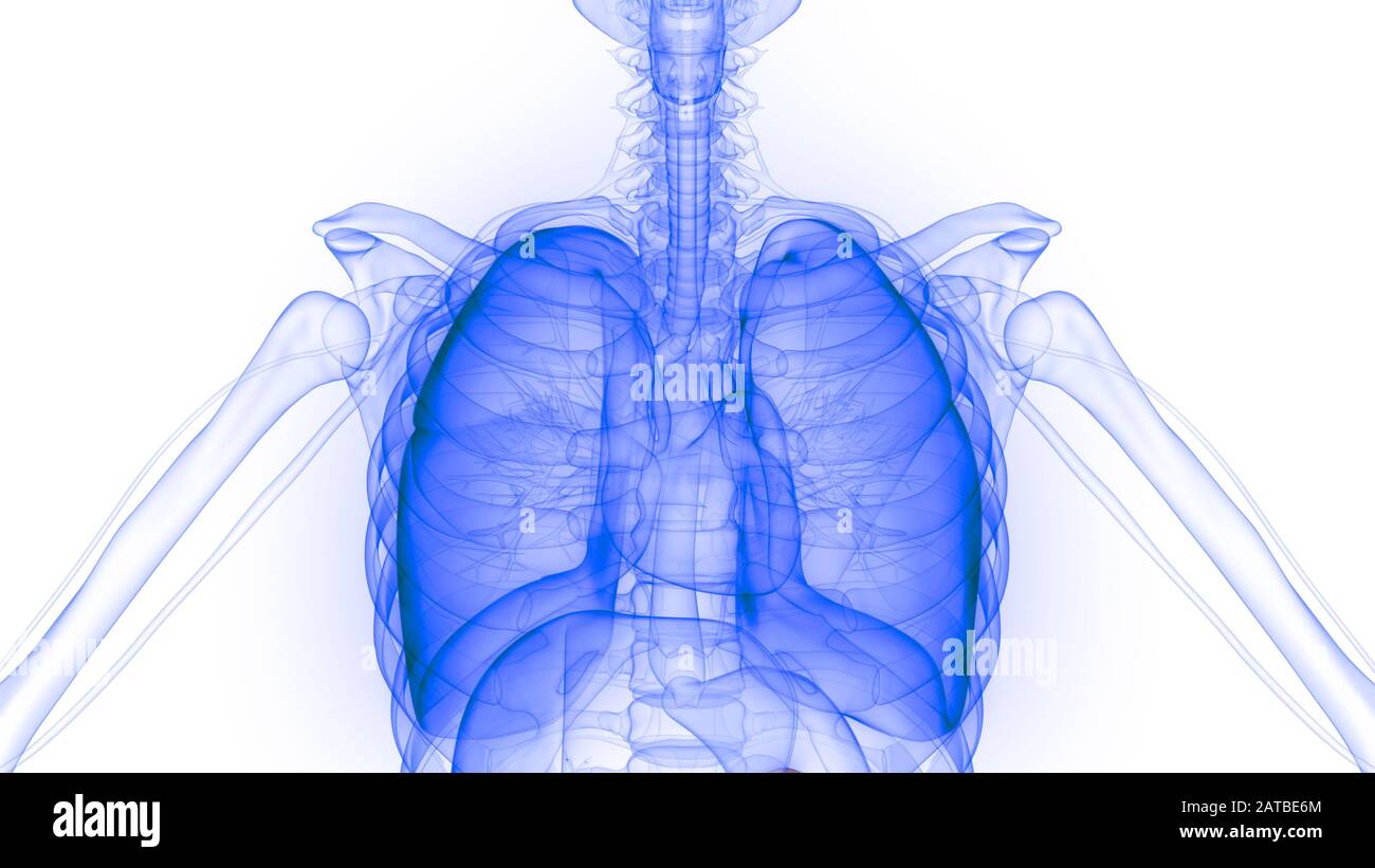 Polmoni Parte del rendering 3D con raggi X per anatomia del sistema respiratorio umano Foto Stock