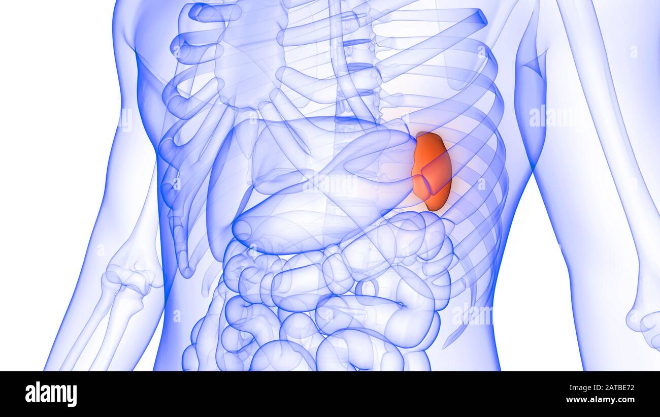Da Che Parte è La Milza Anatomia degli organi del corpo umano (milza Foto stock - Alamy