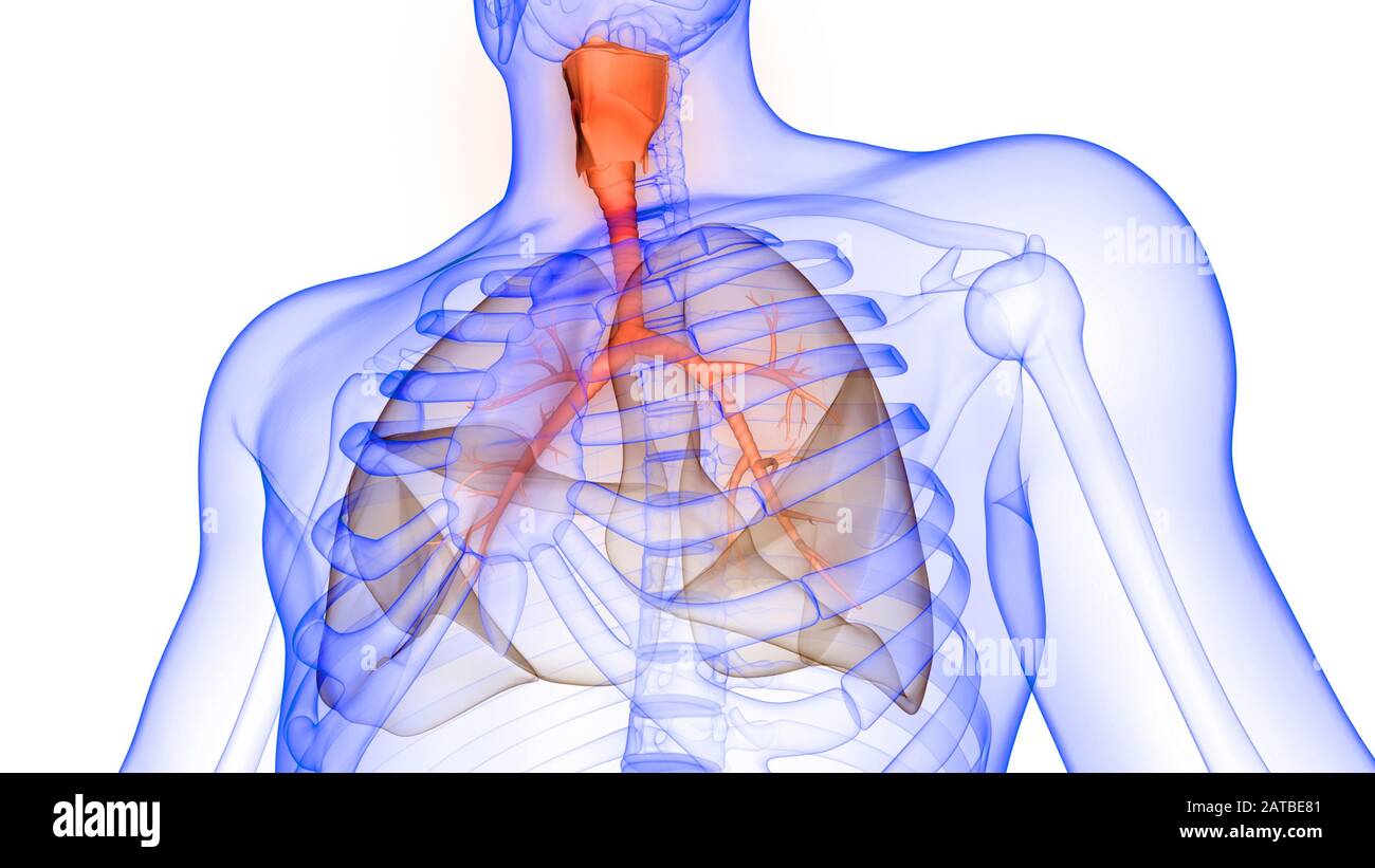 Polmoni Parte del rendering 3D con raggi X per anatomia del sistema respiratorio umano Foto Stock