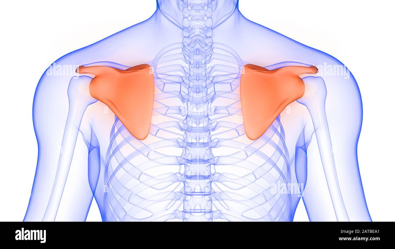 Scapula Bone Joints of Human Skeleton System Anatomy Foto Stock