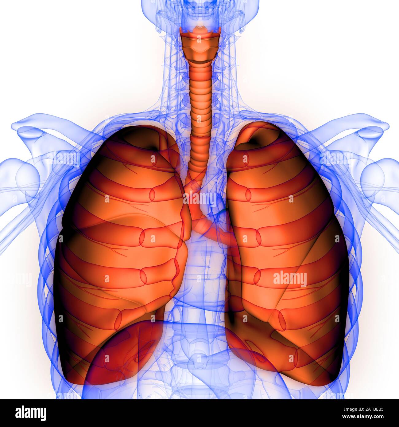 Polmoni Parte del rendering 3D con raggi X per anatomia del sistema respiratorio umano Foto Stock