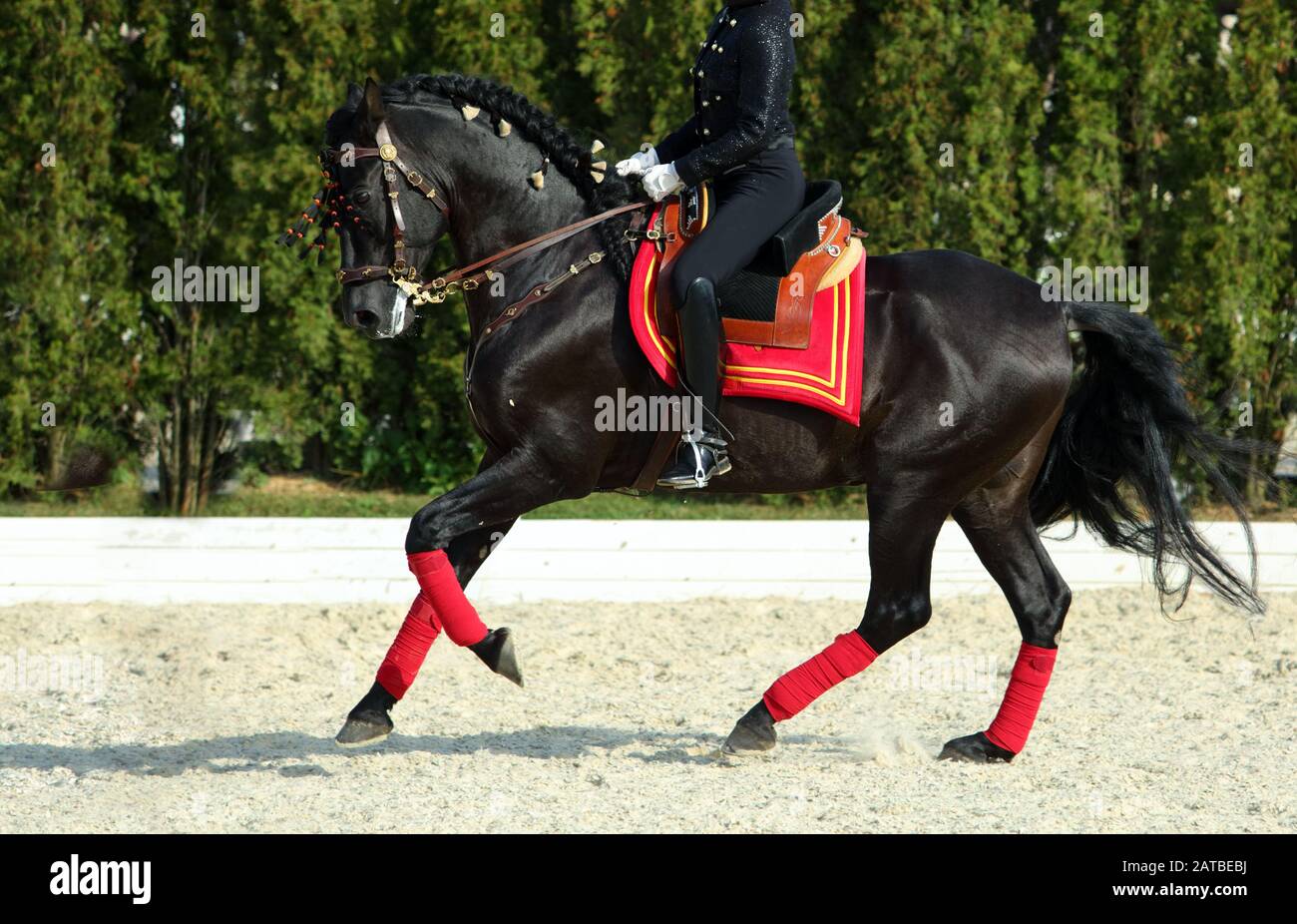 Performance nero andaluso cavallo galoppo, ritratto in verde cespugli sfondo Foto Stock