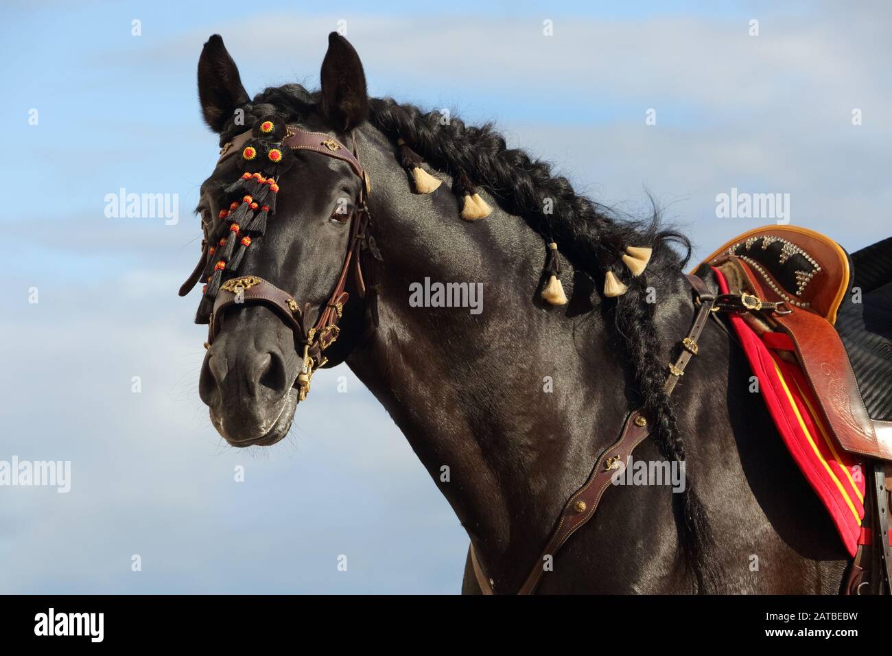 Performance nero cavallo andaluso ritratto in cielo nuvole sfondo Foto Stock