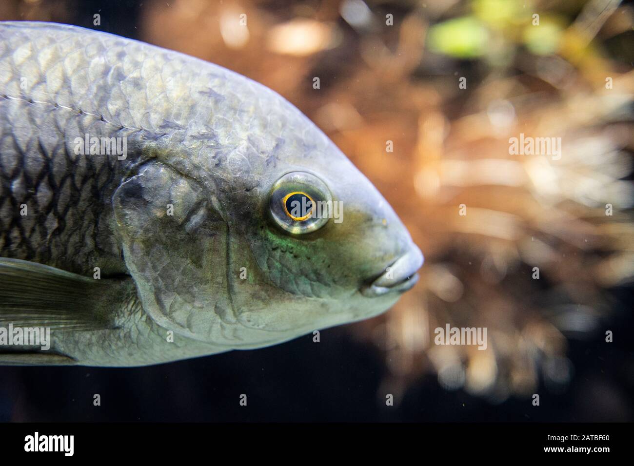 Diversi tipi di pesce dal Sud america e dal Mare del Nord Foto stock - Alamy