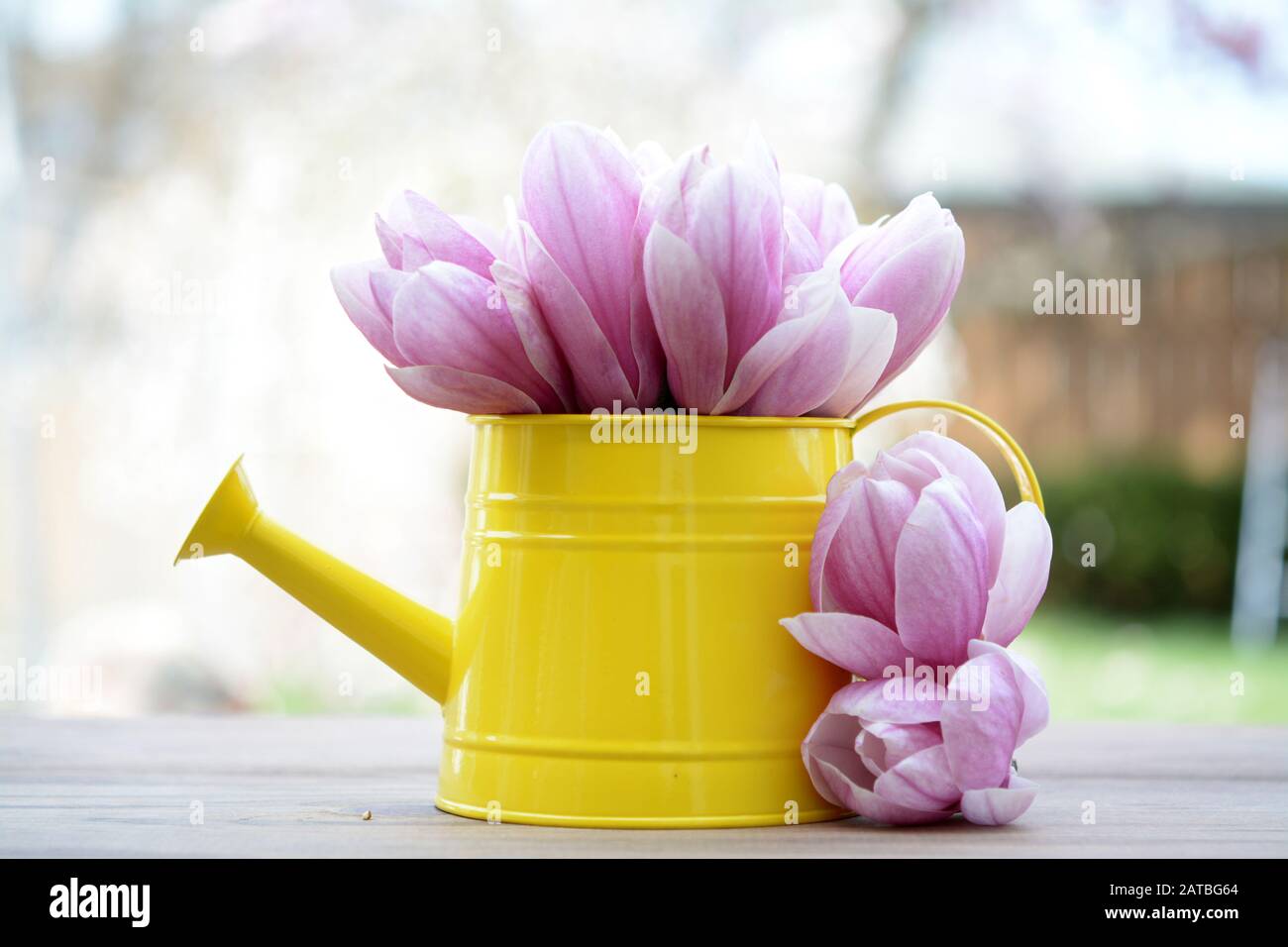 Un gruppo bella magnolia fiori sul tavolo in giardino Foto Stock