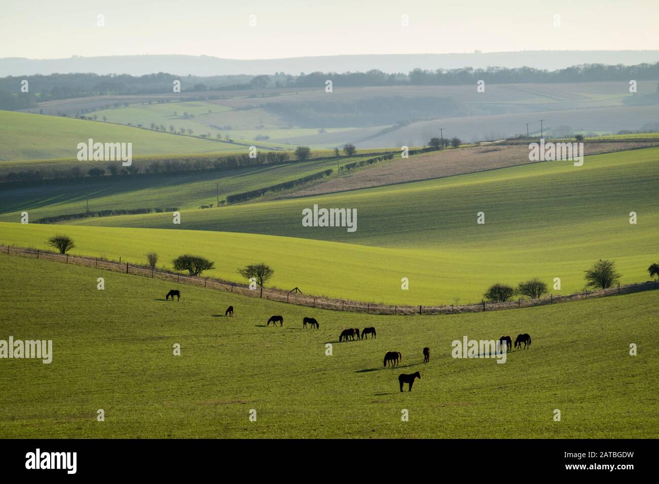 Cavalli al pascolo in campo con vista del North Wessex Downs in bassa luce solare invernale, East Garston, West Berkshire, Inghilterra, Regno Unito, Europa Foto Stock