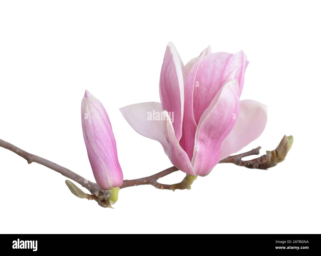 Bellissimo fiore rosa magnolia isolato su bianco Foto Stock