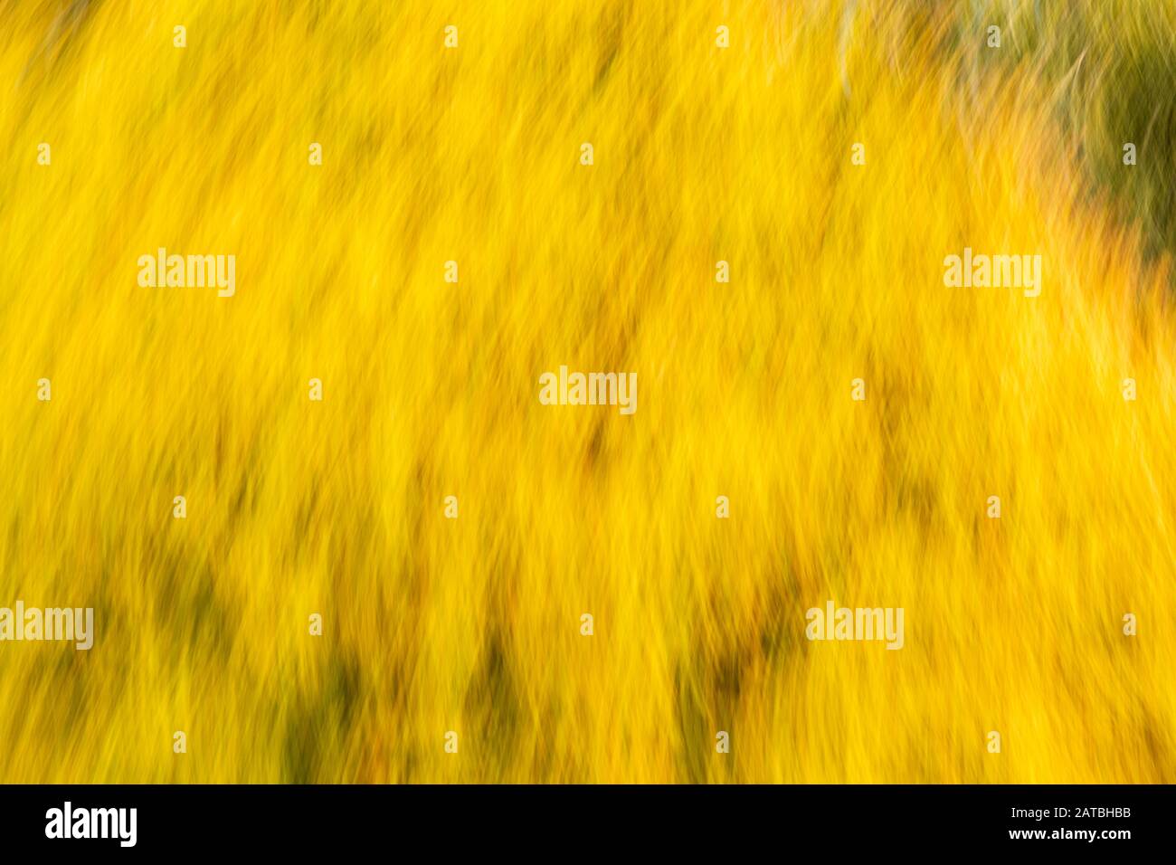 Yellow Weave Abstract; movimento intenzionale della telecamera Foto Stock