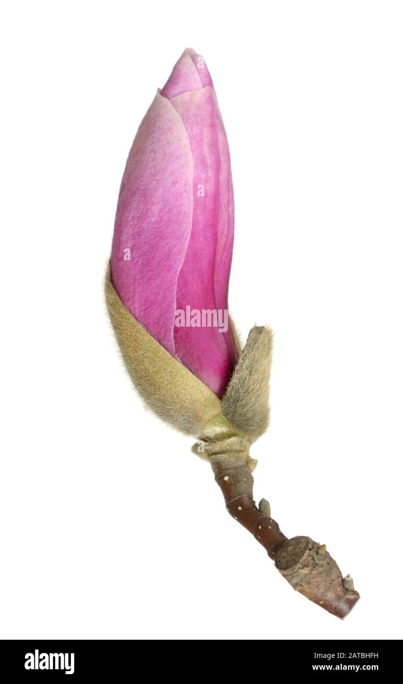 Rosa fiori di magnolia isolati su sfondo bianco Foto Stock