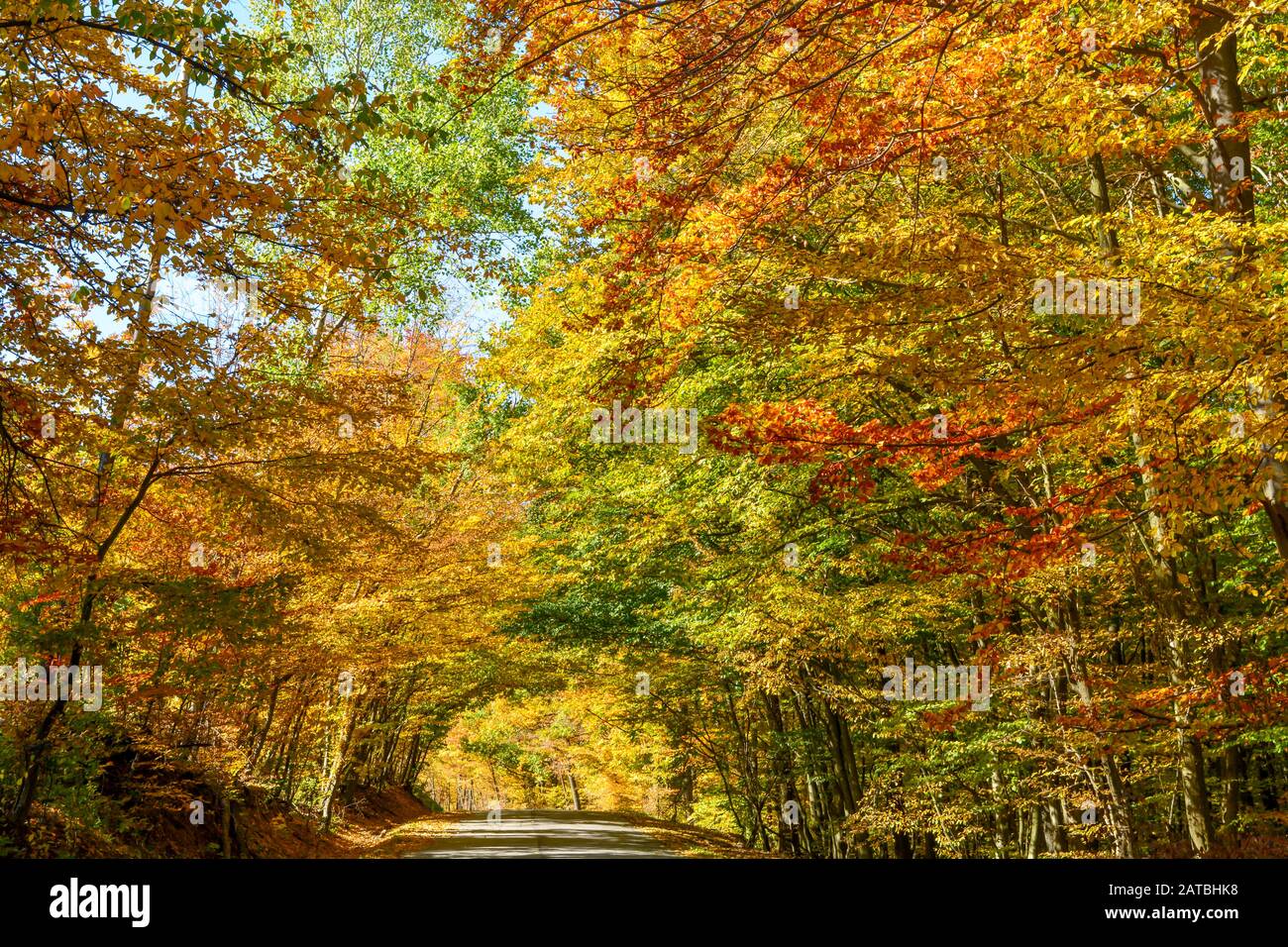 Un magico pomeriggio autunnale, foglie gialle e dorate decorano una splendida strada di campagna nel Vermont. Una foresta fatta di alberi alti abbraccia la strada Foto Stock