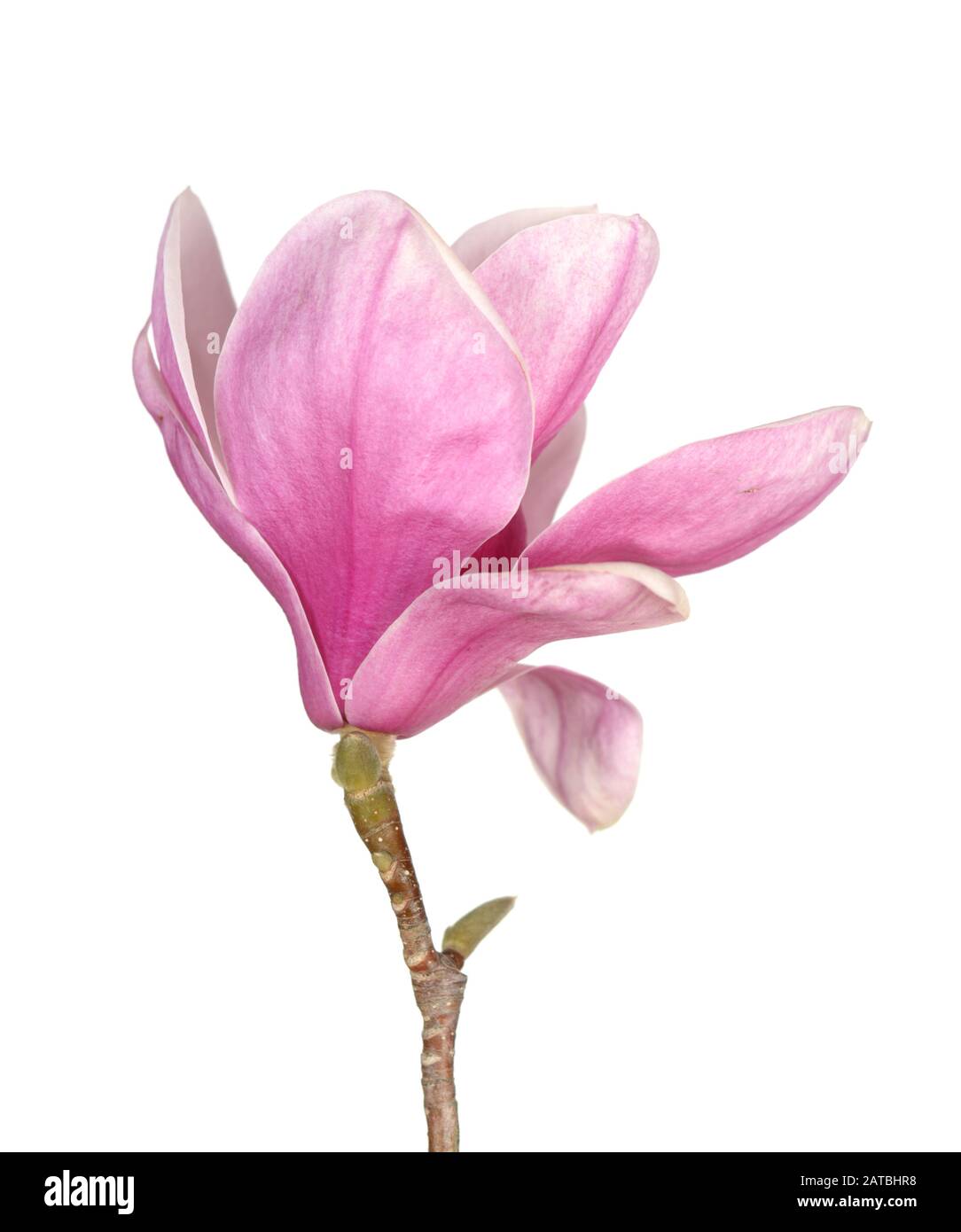 Un ramo rosa magnolia fiore isolato su bianco Foto Stock