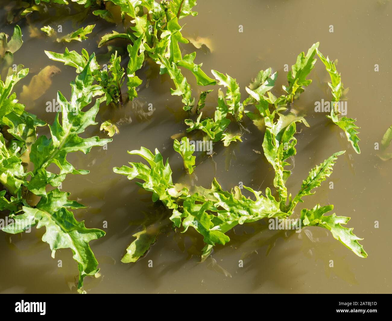 Marsh fleawort, Tephroseris palustris o Senecio congestus, foglie fresche giovani sul palmaresino di Marker Wadden, Paesi Bassi Foto Stock