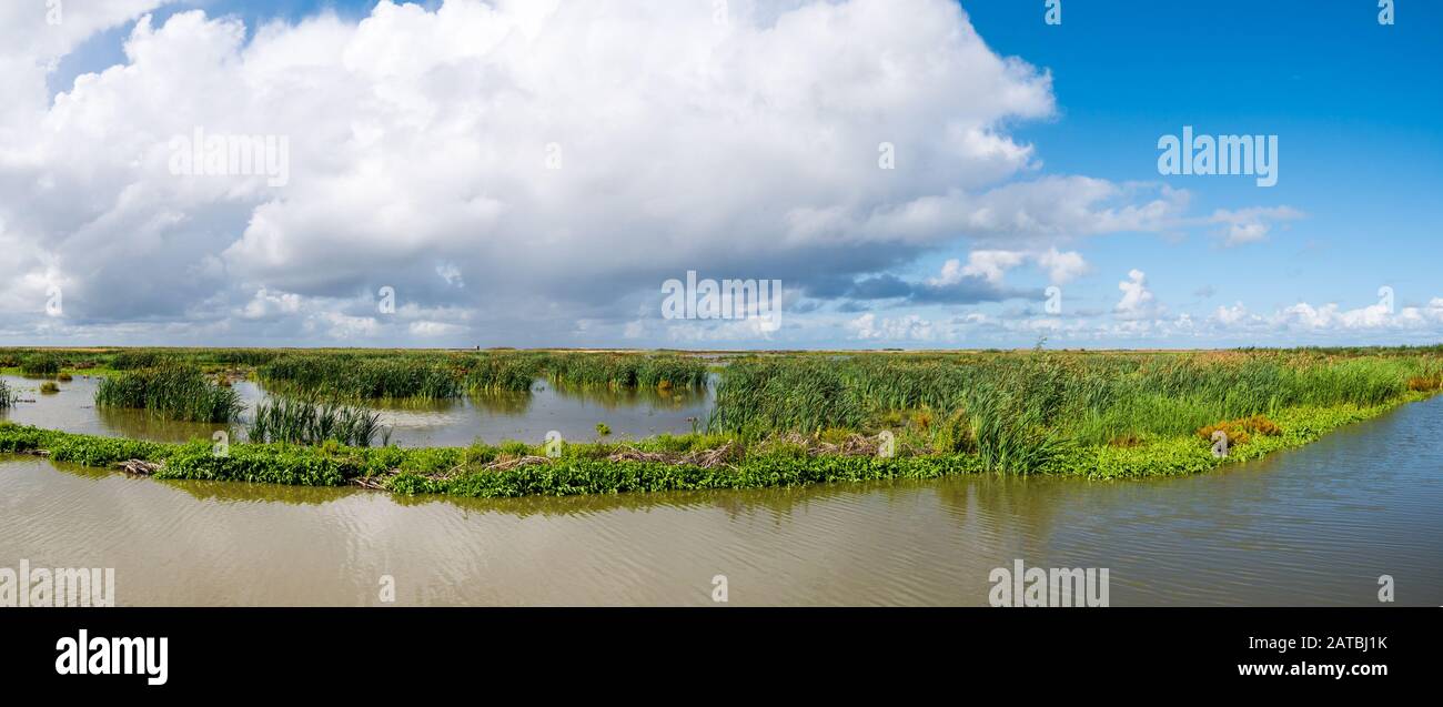 Panorama delle paludi su manmade isola artificiale del marcatore il Wadden, Markermeer, Paesi Bassi Foto Stock