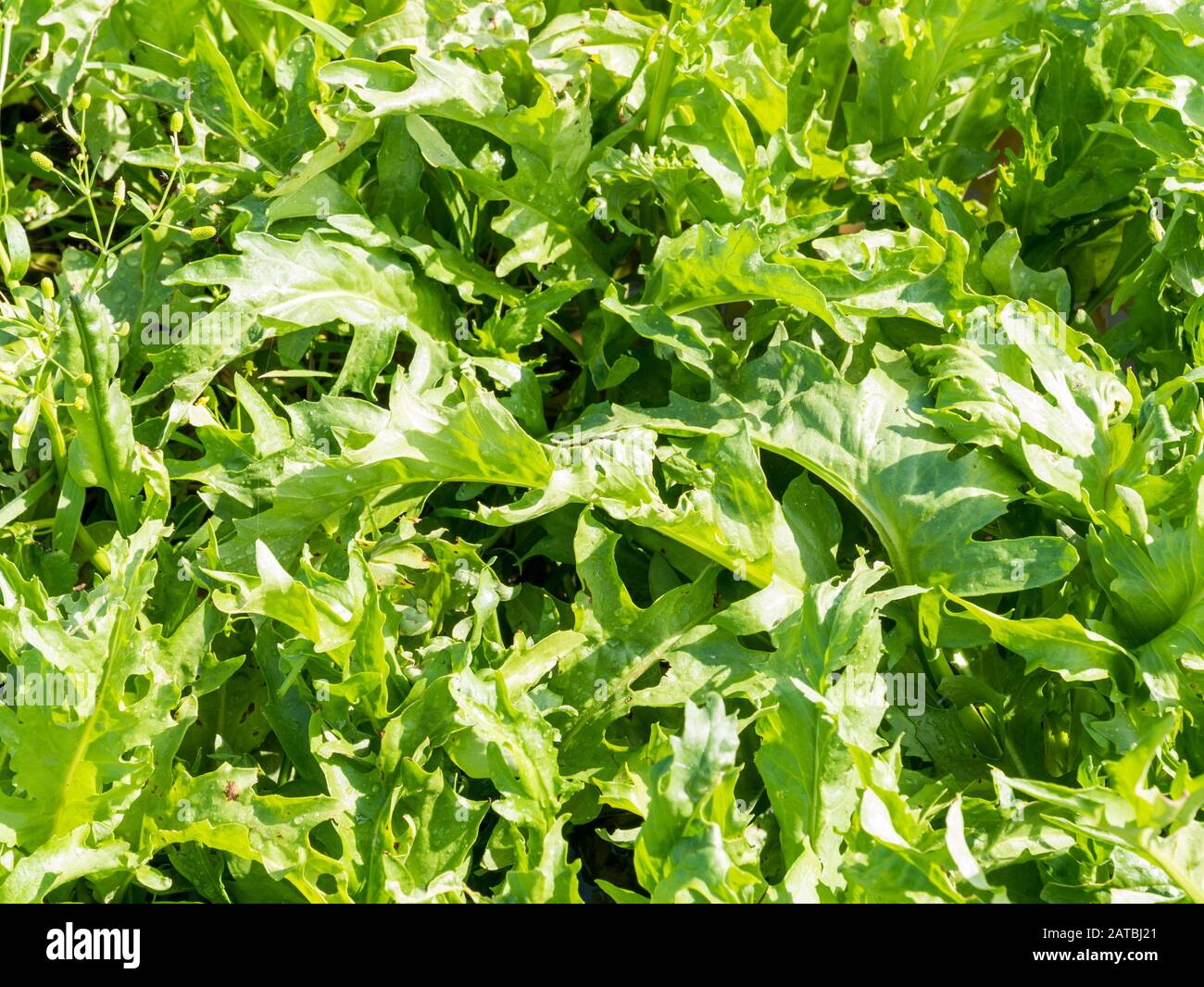Marsh fleawort, Tephroseris palustris o Senecio congestus, foglie fresche giovani sul palmaresino di Marker Wadden, Paesi Bassi Foto Stock