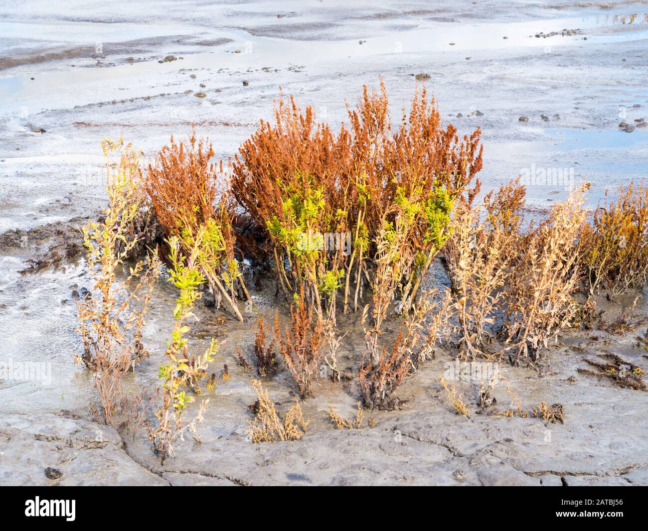 Golden dock, Rumex maritimus, e alcune piante di willowherb, Epilobium hirsutum, che crescono su fango piatto, Marker Wadden, Paesi Bassi Foto Stock