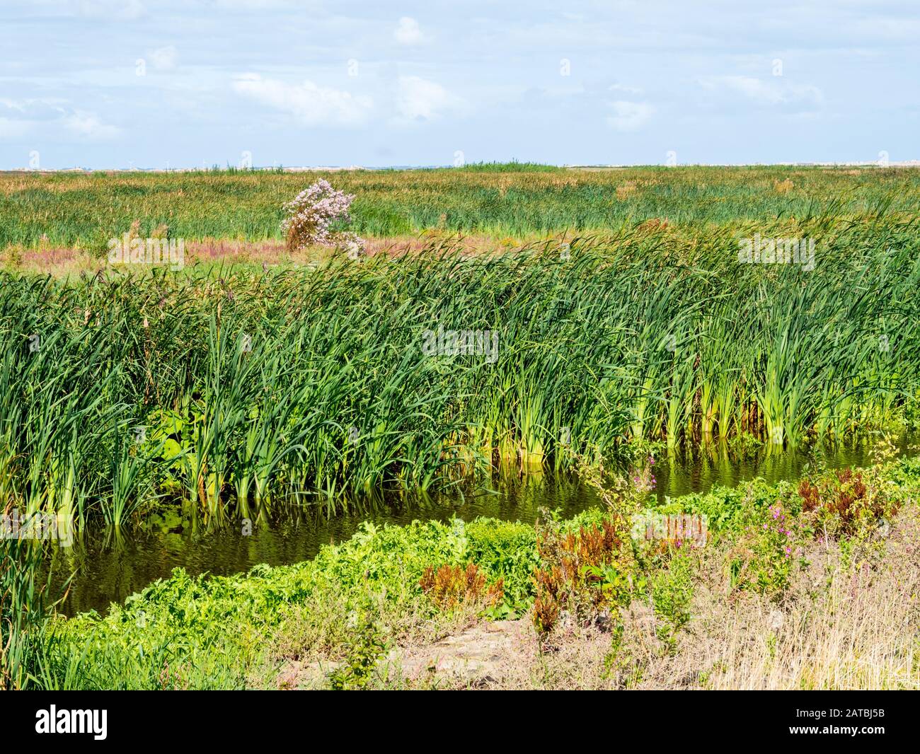 Marshland con canne e piante di felce in rapida crescita sulle isole artificiali della riserva naturale Marker Wadden, Paesi Bassi Foto Stock