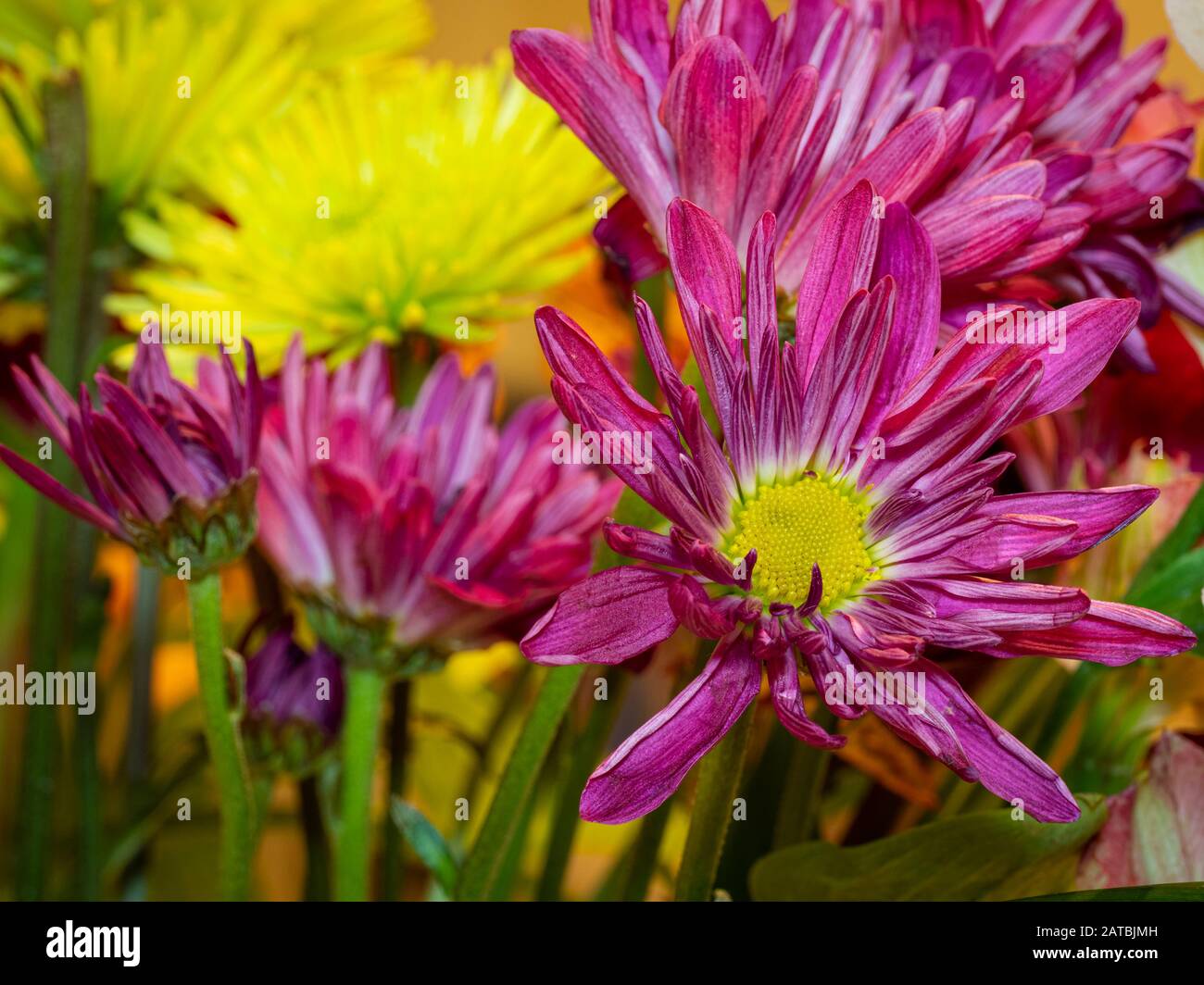 Primo piano di mazzo di bellissimi fiori colorati Foto Stock