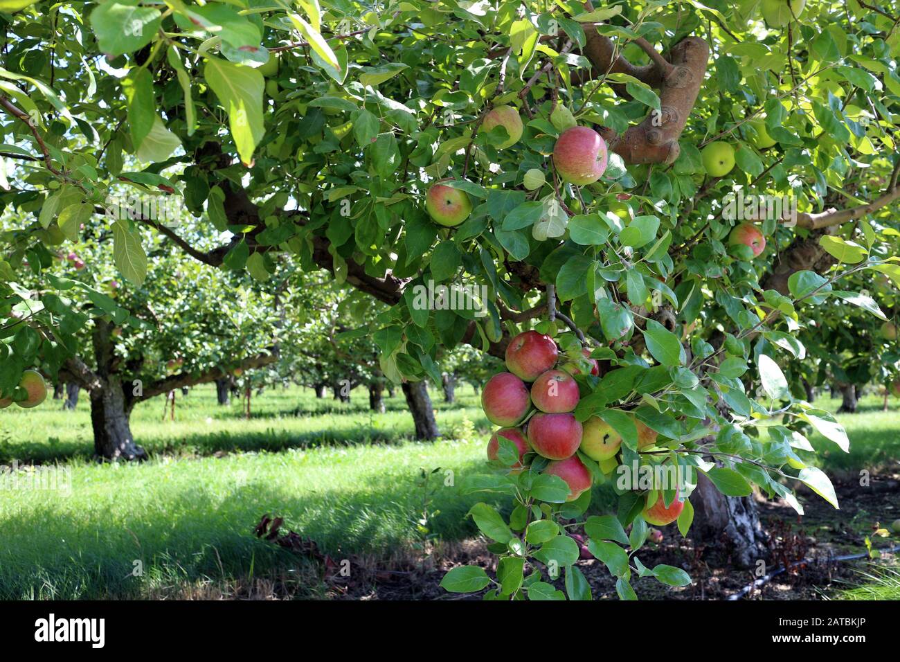 Albero di mele il giorno tempo sotto il sole Foto Stock