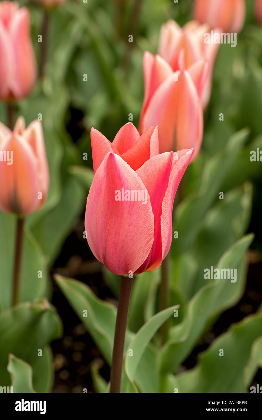 un fiore di un tulipano a fuoco, più sfocato nella parte posteriore Foto Stock