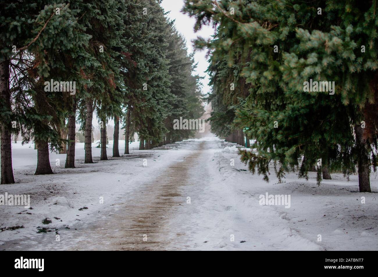 strada nella foresta invernale. Alberi di Natale sono piantati sul lato della strada. Modello per la progettazione. Spazio di copia. Foto Stock