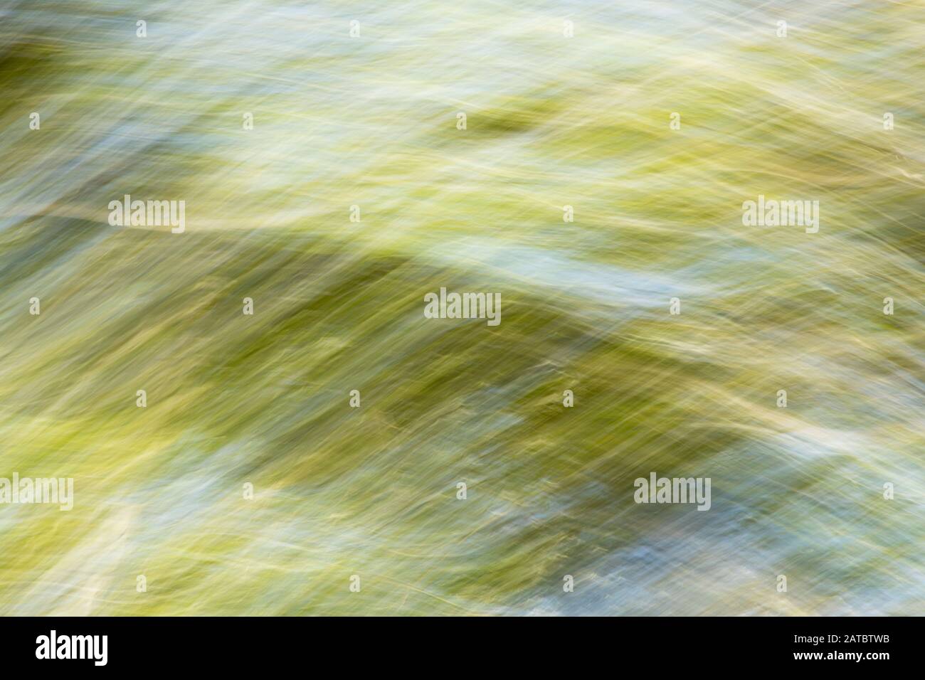Wispy Abstract di erba estiva e fiori Foto Stock
