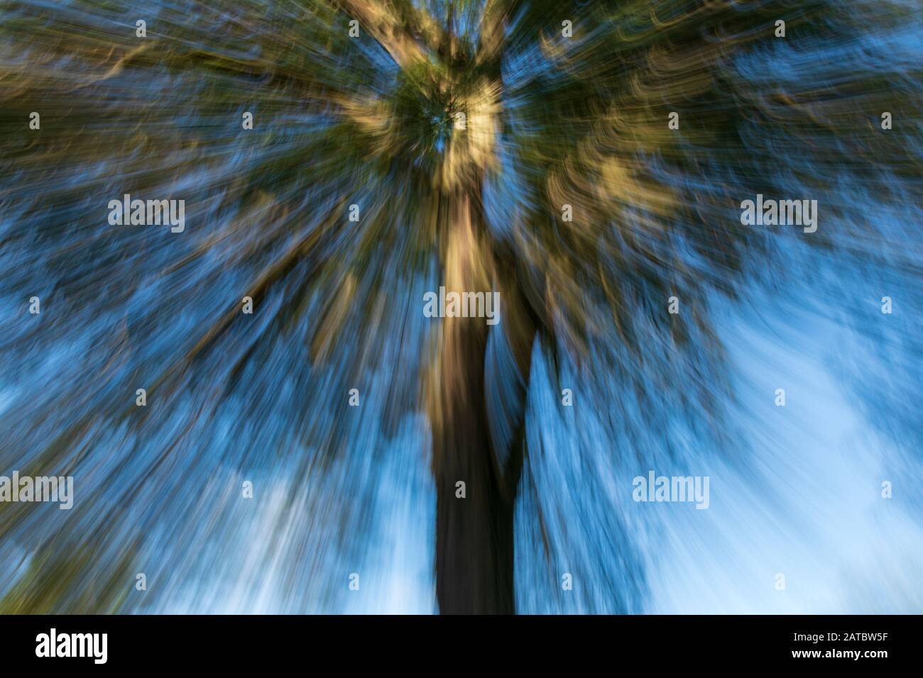 Riassunto dell'albero in estate Foto Stock