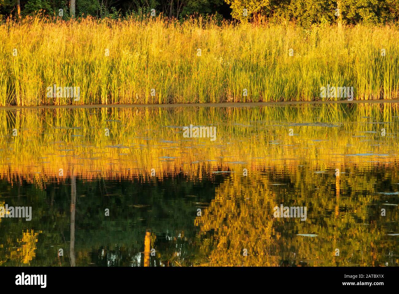 Tramonto riflessione di Cattails in Pond a Elm Grove Village Park Foto Stock