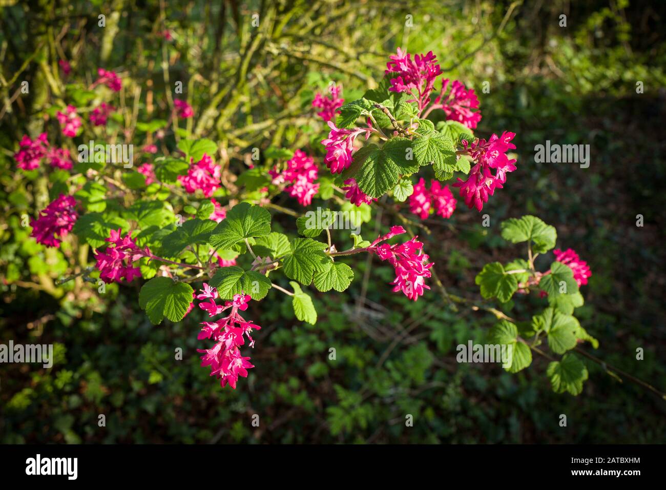 Graziosi fiori scarlatto di Ribes Pulborough Scarlet fioritura in un giardino inglese nel mese di aprile Foto Stock