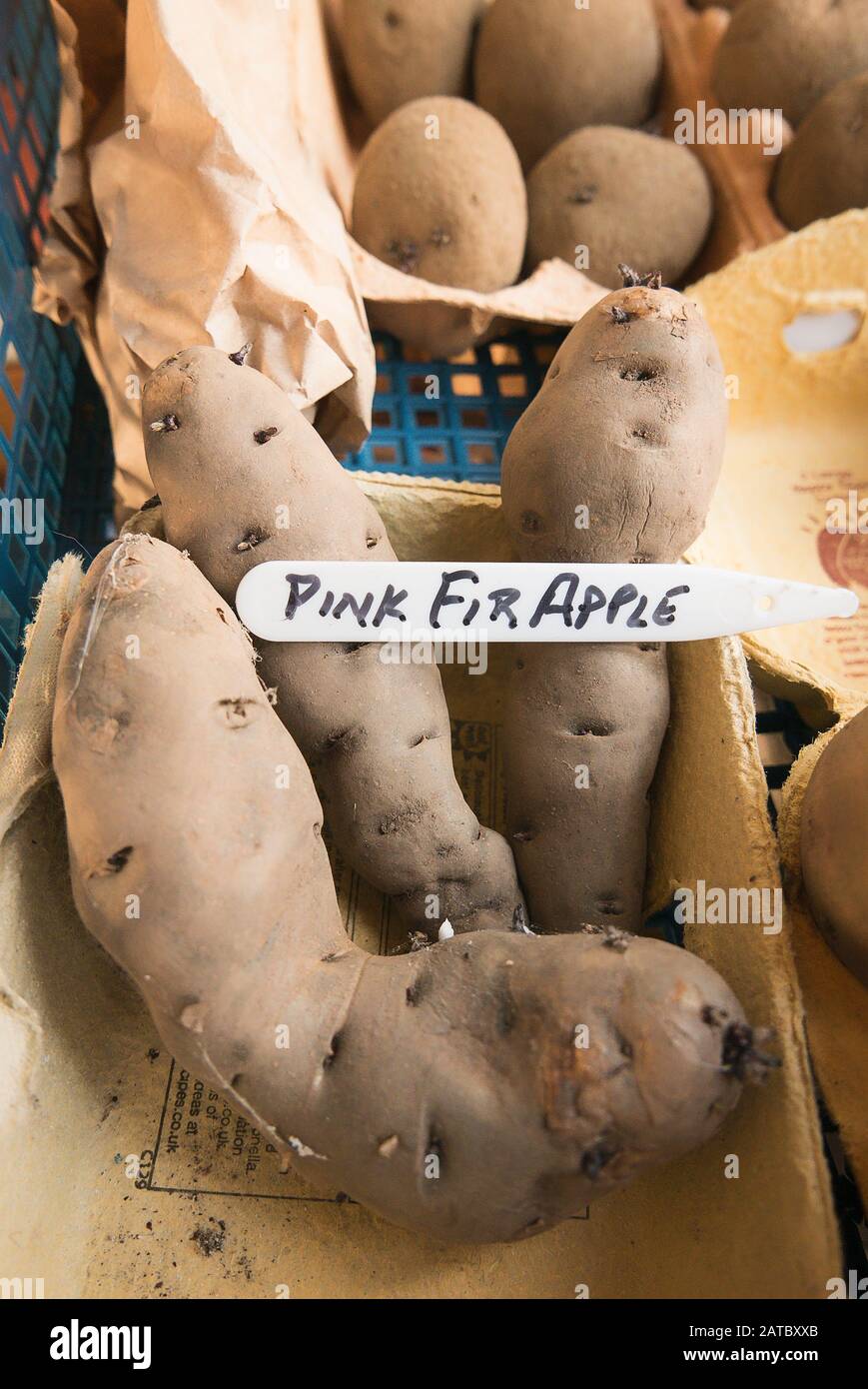 Patata da semina Pink Fir Apple ha stabilito per il chitting in preparazione per la crescita nel giardino dopo che l'ultimo rischio di gelo è passato Foto Stock