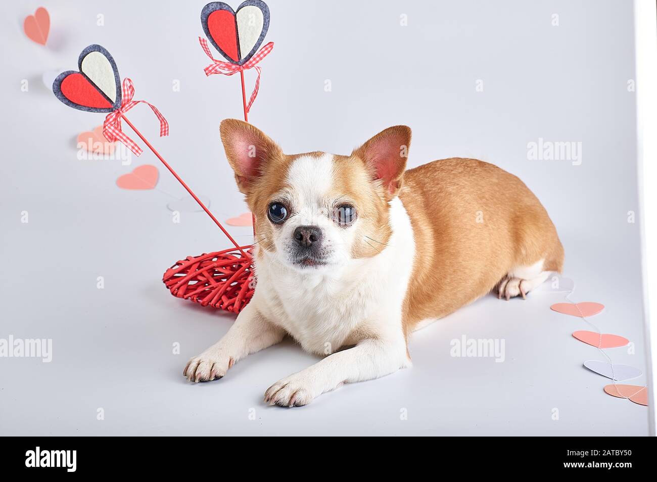 Cane chihuahua dai capelli rossi con bianco, su sfondo bianco accanto alla decorazione dei cuori per San Valentino. Foto Stock