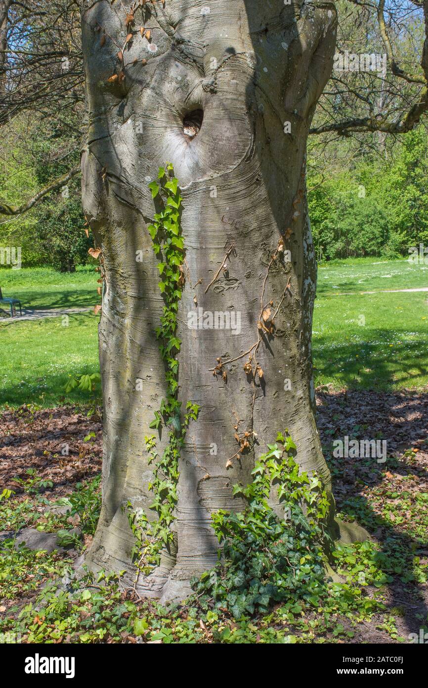 Baum Im Stadtpark Schwäbisch Hall • Baden-Württemberg, Deutschland Foto Stock