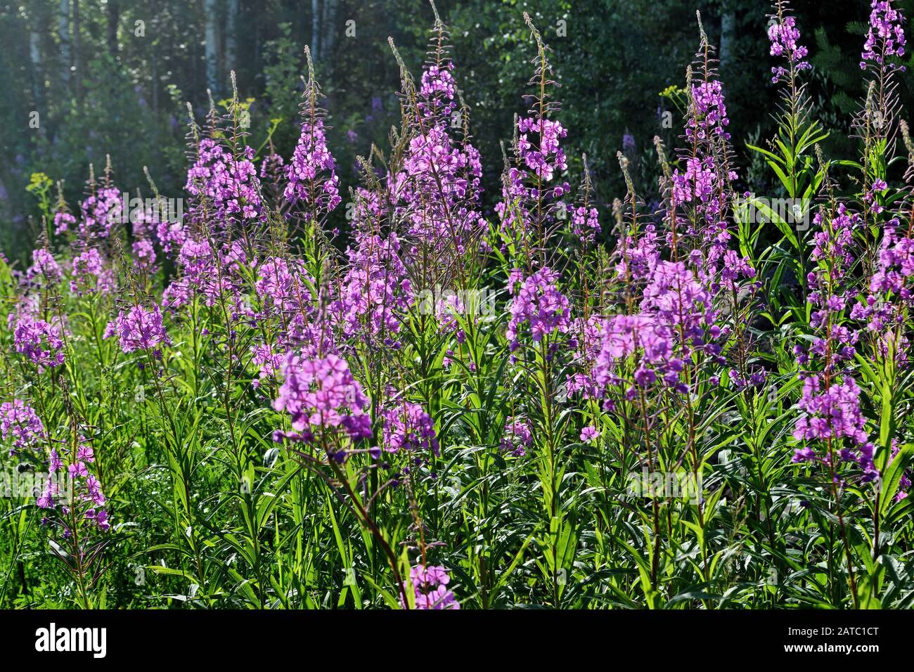 Willowherb epilobium angustifolium. Blooming sally epilobium angustifolium . Foto Stock