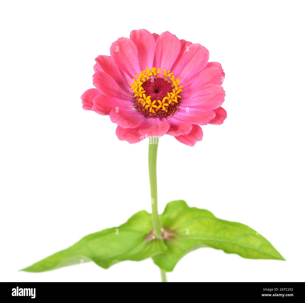 Fiore rosa zinnia isolato su sfondo bianco Foto Stock
