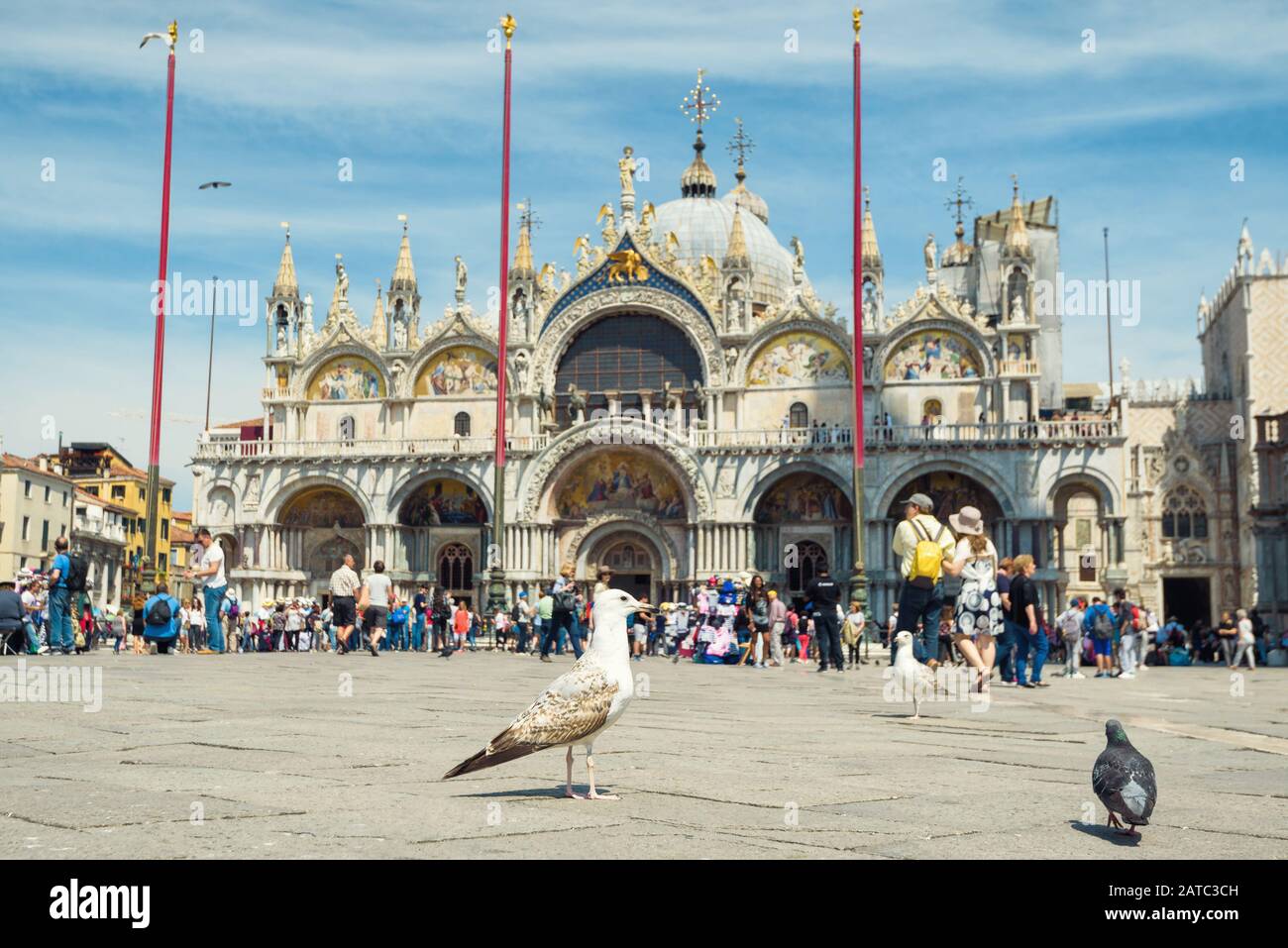 Venezia, Italia - 19 maggio 2017: I gabbiani si trovano in Piazza San Marco (S. Piazza Marco). Basilica di San Marco sullo sfondo. Questa è la piazza principale Foto Stock