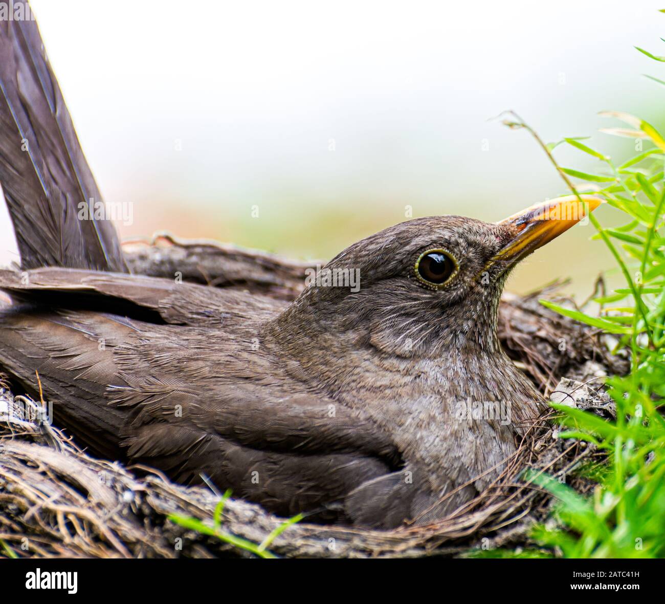 Ricatto femminile (Turdus merula) sul nido con pulcini. Ritratto femminile Blackbird. Foto Stock